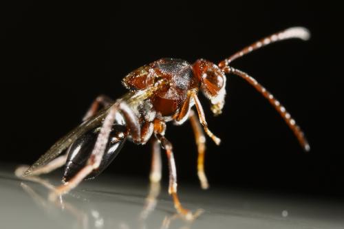 Callaspidia sp.